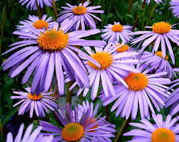 herfstbloeiers vaste planten