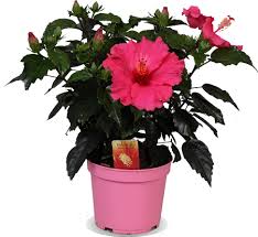 hibiscus plant kopen