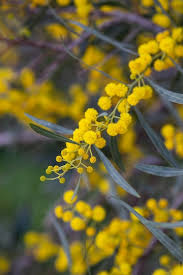 plant met kleine gele bloemen