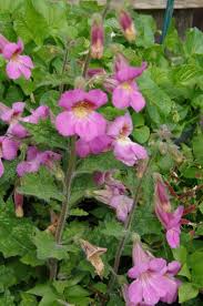 plant met kleine roze bloemetjes