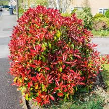 plant met rode bladeren buiten