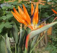 Prachtige Planten met Oranje Bloemen: Een Kleurrijke Toevoeging aan uw Tuin!