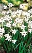 plant met witte bollen