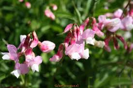 roze bloemen plant