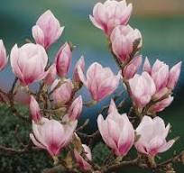 roze plant buiten