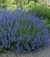 salvia vaste plant