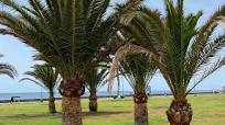 Tropische Winterharde Planten: Exotisch Groen voor Belgische Tuinen