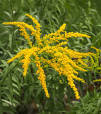 bloeiende planten buiten
