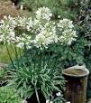 hoge tuinplanten