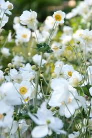 Prachtige Plant Met Witte Bloem Voor Buiten: Een Elegante Toevoeging Aan Jouw Tuin