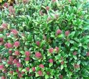 planten voor in de schaduw buiten