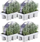 tuinplanten kopen bij kweker