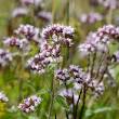 Prachtige Volle Zon Planten: Kleurrijke Schoonheden voor uw Tuin