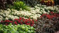 Wintergroene Planten Border: Een Levendige Toevoeging aan Jouw Tuin