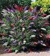 winterharde planten buiten