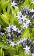 Prachtige Winterharde Vaste Planten: Kleurrijke Schoonheden voor uw Tuin