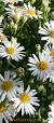 wit bloeiende vaste planten