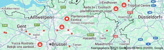 Koop Prachtige Exotische Planten Voor Een Tropische Sfeer in Huis