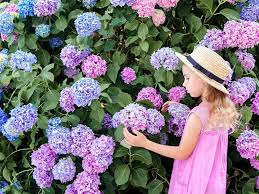 hortensia plant kopen