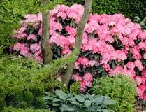 Prachtige Wintergroene Planten voor de Halfschaduw