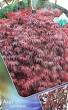 Tips voor het Kweken van Planten in de Volle Zon