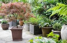 Creëer een Groene Oase: Planten in Pot voor Buiten