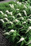 planten in volle zon buiten