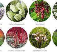 planten soorten buiten