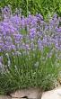 planten voor mediterrane tuin