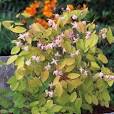 Prachtige Planten: Winterhard en Groenblijvend Genot in uw Tuin!