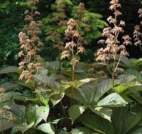 tuinplant met groot groen blad
