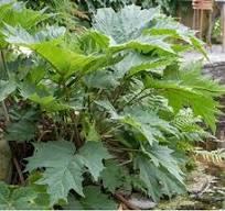 tuinplant met grote bladeren