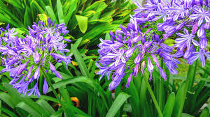tuinplant met paarse bloemen