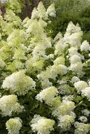 Prachtige Tuinplanten met Witte Bloemen: Een Tijdloze Schoonheid in uw Tuin