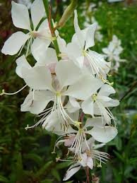 tuinplant witte bloemen