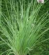 vaste bloeiende planten zon