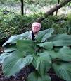 vaste groene planten