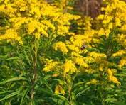 vaste plant gele bloem hoog