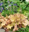 vaste planten met bloemen schaduw