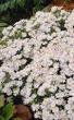 aster vaste plant