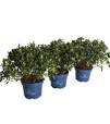 aveve tuinplanten