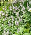 bloeiende winterharde planten