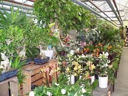 bloemen en planten winkel