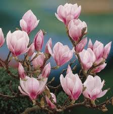 bloemen planten tuin