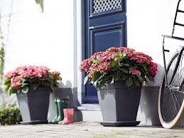 bloempot planten buiten