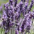 droogte resistente planten