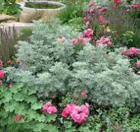 grijsbladige planten winterhard
