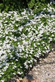Pracht van Groene Planten met Witte Bloemen