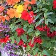 hangende planten voor buiten