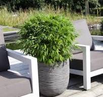 hoge planten voor buiten